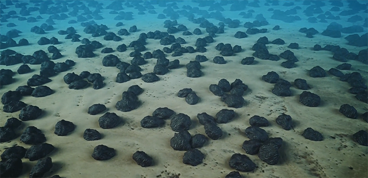 Some of the deepest parts of the seafloor are covered by dense deposits of polymetallic nodules, shown here, which contain richer stores of valuable metals like cobalt and nickel than manyfound on land. The nodules range in size from a golf ball to a potato. Credit: Maersk 