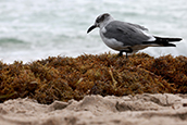 Beach towns along the Atlantic Ocean are adjusting to large amounts of seaweed that floats onto their beaches each summer. It's sargassum season.