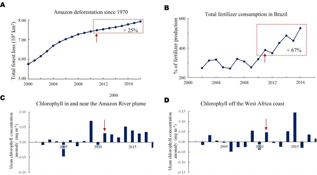 The Atlantic Ocean experienced greater nutrient supply in recent years possibly due to deforestation in the Amazon (A) and fertilizer use in Brazil (B). These are shown atop chlorophyll concentrations derived from satellite measurements, and correlate with a higher nutrient supply. The red arrow shows 2011 when the tipping point occurred and the GASB started. Credit: Brazilian National Institute of Space Research, United Nations Food and Agriculture Organization, World Development Indicators, NASA, and USF College of Marine Science