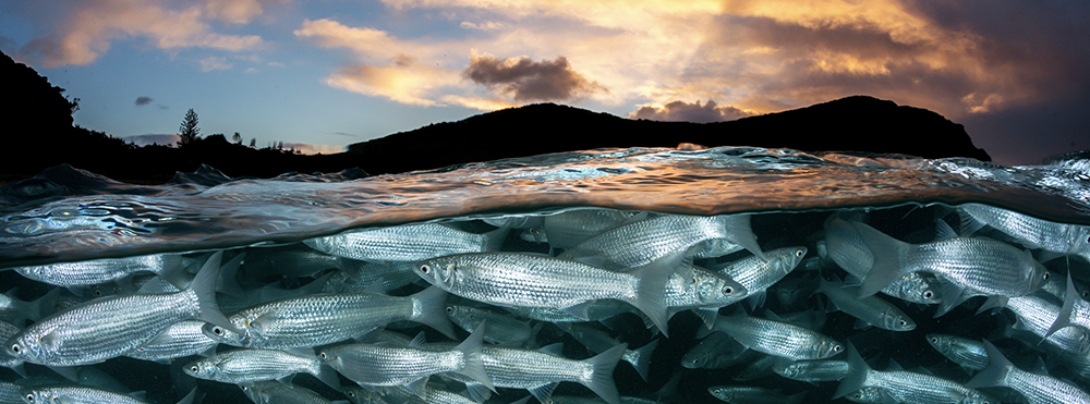 The new study suggests that ocean warming may not lead to the decline in nutrients and fisheries in the tropical Pacific predicted by earlier models. Credit: Jordan Robins/Ocean Image Bank.