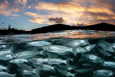 The new study suggests that ocean warming may not lead to the decline in nutrients and fisheries in the tropical Pacific predicted by earlier models. Credit: Jordan Robins/Ocean Image Bank.
