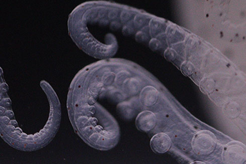  Octopus arms. Photo credit, Comparative Environmental Physiology (CEPh) Laboratory