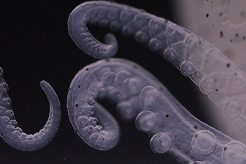 Octopus arms. Photo credit, Comparative Environmental Physiology (CEPh) Laboratory