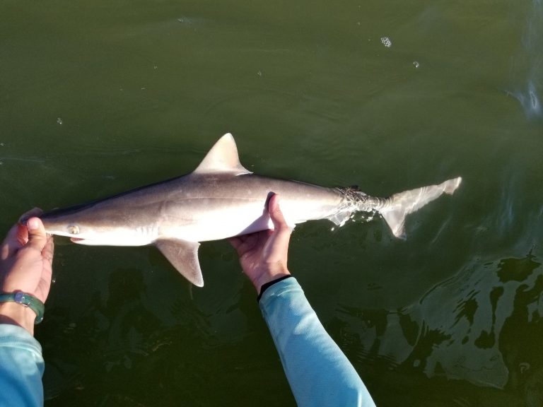 One of Parsons’ students holding a blacktip shark. Photo credit: Parsons’ lab