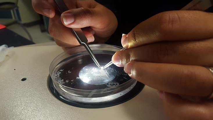 Peeling a hogfish eye lens in a dish of deionized water helps to loosen and separate the layers for collection and analysis.