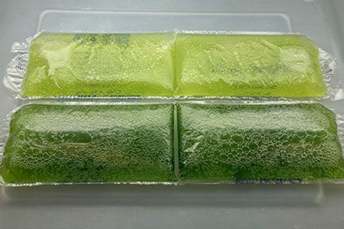 Photobioreactor air-cushions filled with cultures of two algae used in the study C. vulgaris (lighter green, top), N. oculata (darker green, bottom).