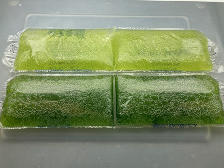 Photobioreactor air-cushions filled with cultures of two algae used in the study C. vulgaris (lighter green, top), N. oculata (darker green, bottom).