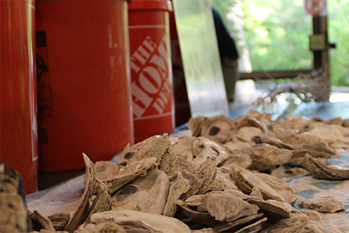 A pile of oyster shells at an outreach event at Booker Creek Preserve in Tarpon Springs. Participants strung the shells together to create vertical oyster gardens. PHOTO CREDIT: Jess Van Vaerenbergh