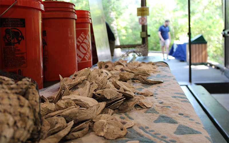 A pile of oyster shells at an outreach event at Booker Creek Preserve in Tarpon Springs. Participants strung the shells together to create vertical oyster gardens. PHOTO CREDIT: Jess Van Vaerenbergh