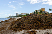 A pile of sargassum, or seaweed, on Key Biscayne’s coastline on Thursday, April 24. Ashley Miznazi amiznazi@miamiherald.com  Read more at: https://www.miamiherald.com/living/health-fitness/article305224836.html#storylink=cpy