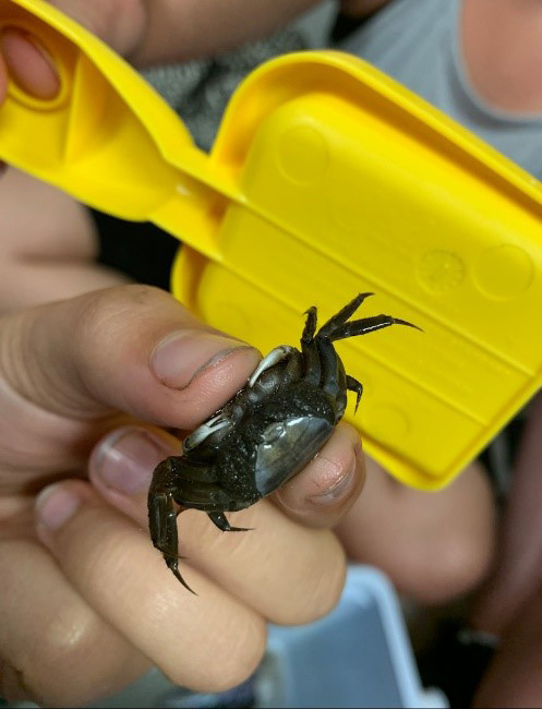 Pregnant fiddler crab. Fiddler crabs hold their eggs on the underside of their bodies until spawning. Photo by: Natalia Lopez