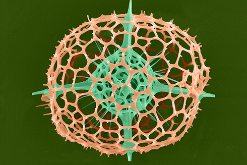 Radiolarian imaged by a Scanning Electron Microscope. (Photo Credit: Tony Greco)