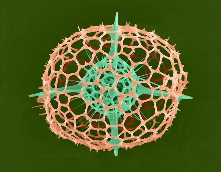 Radiolarian imaged by a Scanning Electron Microscope. (Photo Credit: Tony Greco)