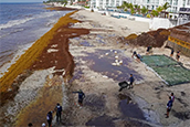 Record levels of sargassum seaweed are slowly moving west and north across the Atlantic Ocean, piling up on the shores of eastern Mexico, Puerto Rico and the Caribbean islands.