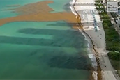 Record Sargassum Could Spell Trouble For Florida