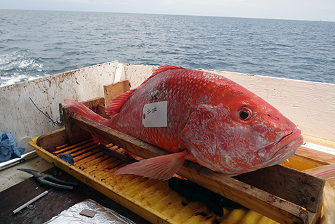 One of the red snapper sampled as part of this Gulf-wide study in the wake of the Deepwater Horizon oil spill.