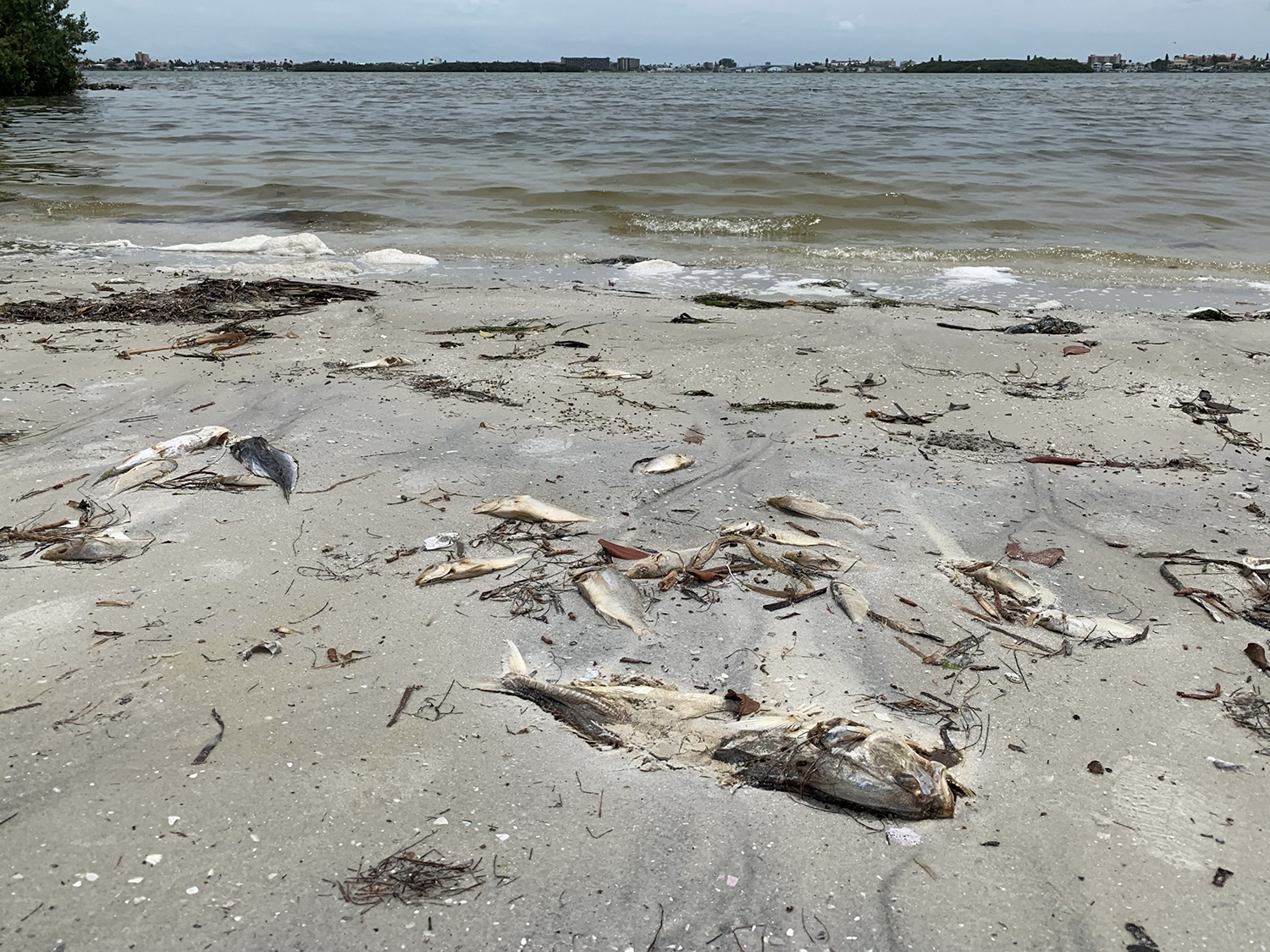 Red tide blooms, naturally occurring events that can cause fish kills and respiratory issues, can impact economies that rely on tourism and fishing. Image courtesy of Jean Lim.