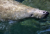 Florida is home to the largest population of manatees in the United States. Their lifespans are typically 50-60 years.