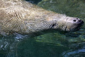 Florida is home to the largest population of manatees in the United States. Their lifespans are typically 50-60 years.