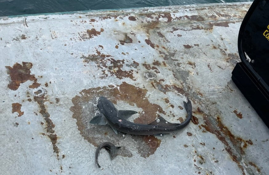 Remoras typically suction to other marine animals such as sharks and feed on their leftovers. These two remoras were almost certainly disappointed when they realized the C-BASS wasn’t going to provide them with any tasty meals. They were safely returned to the sea after detaching from the system. Image credit: Karah Kniola. 