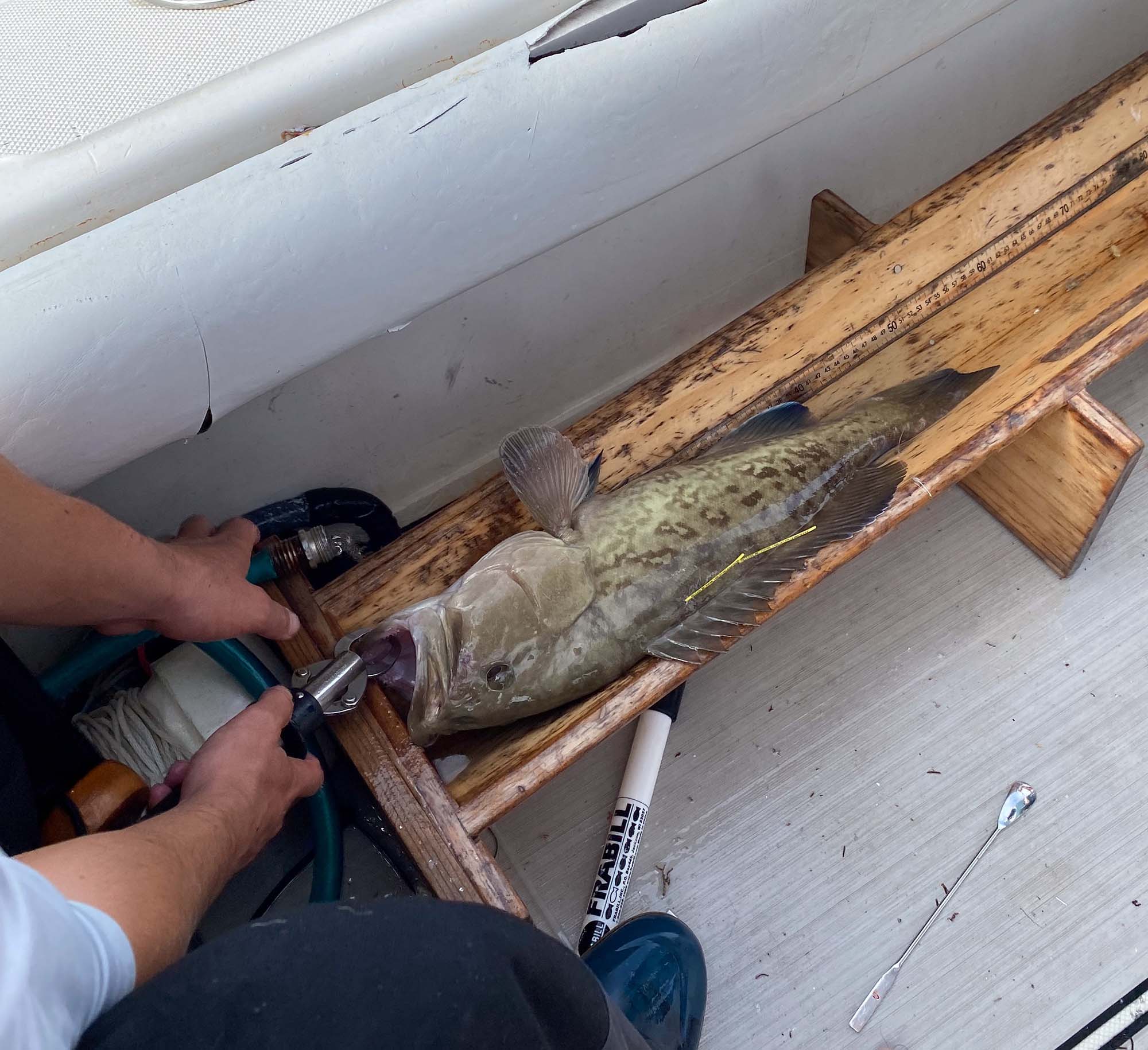 Various research projects aim to better understand the movement patterns and habitat use of gag groupers. Credit: FWC Fish and Wildlife Research Institute