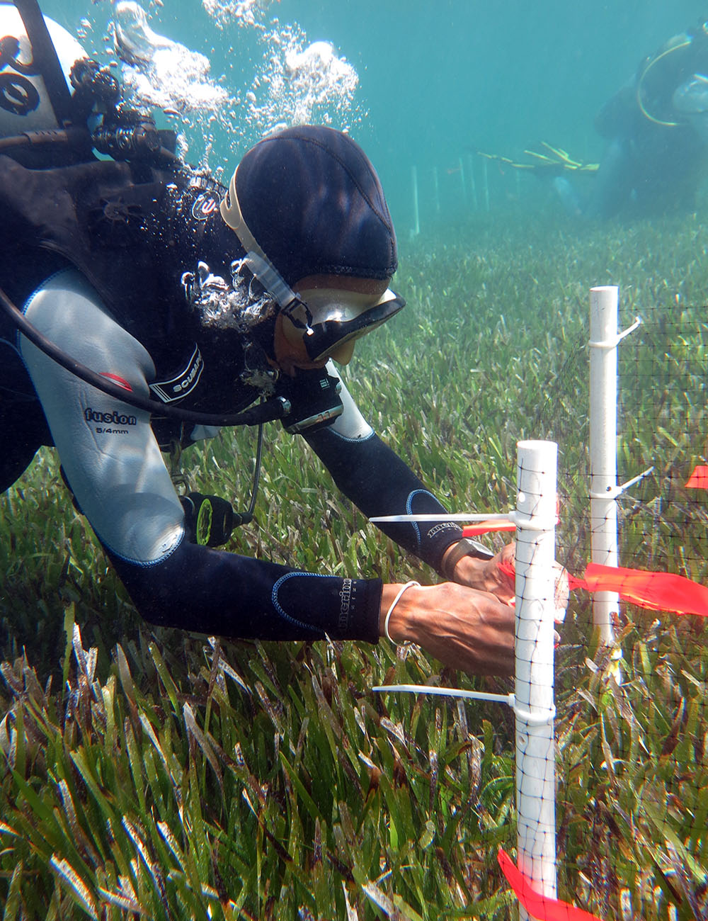 Researchers behind the recent article conducted a series of coordinated experiments in seagrass beds spanning six countries and 23 degrees of latitude. Photo credit: Maggie Johnson