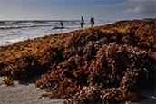 Rough seas and winds have brought sargassum seaweed ashore along beaches on the Space Coast. It is not unusual, but a seasonal thing for Florida beaches.