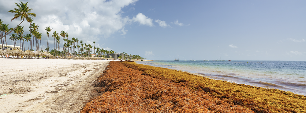 Sargassum began showing up on Caribbean beaches in 2011 and has caused economic and health issues for those regions.