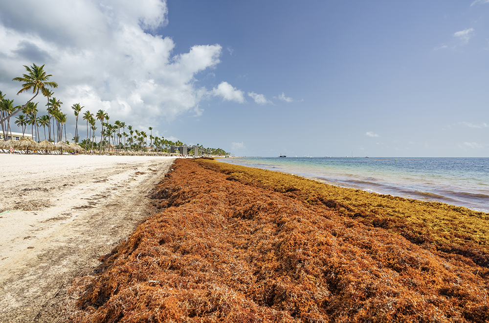 Sargassum began showing up on Caribbean beaches in 2011 and has caused economic and health issues for those regions. 