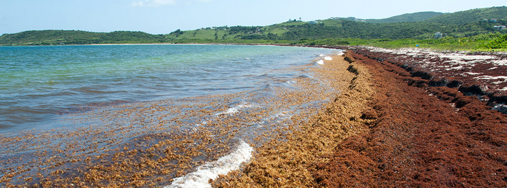 The new grant aims to monitor and forecast Sargassum blooms such as this one that inundated a beach on the Caribbean island of Saint Martin. Photo above credit: Mark Yokoyama.