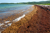 What is sargassum seaweed?