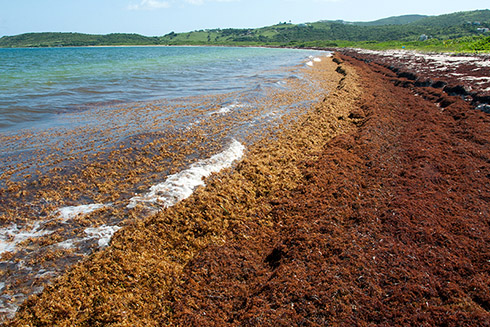 The new grant aims to monitor and forecast Sargassum blooms such as this one that inundated a beach on the Caribbean island of Saint Martin. Photo credit: Mark Yokoyama.