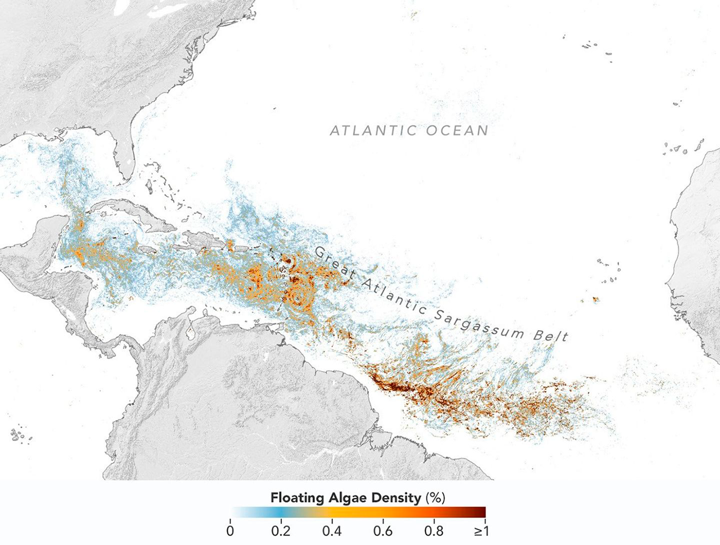 This map, based on data provided to NASA by the Optical Oceanography Lab in the USF College of Marine Science, shows sargassum highly concentrated in the tropical Atlantic in May 2026. Credit: NASA Earth Observatory/Lauren Dauphin