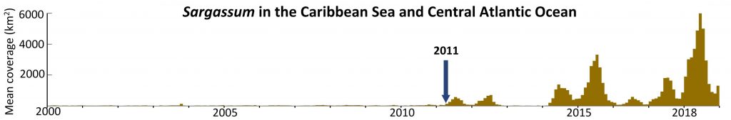 This plot shows the dramatic change in Sargassum biomass since 2000. Note the start of a “new normal” in 2011, and a particularly bad year in 2018. Credit: USF College of Marine Science