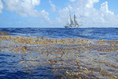 Sargassum is declining in the North Atlantic region where it was first reported by Christopher Columbus in the 15th century. Here, Sea Education Association’s SSV Corwith Cramer sails near a mat of holopelagic sargassum. Credit: Jeff Schell.