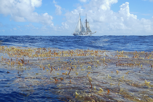 Sargassum is declining in the North Atlantic region where it was first reported by Christopher Columbus in the 15th century. Here, Sea Education Association’s SSV Corwith Cramer sails near a mat of holopelagic sargassum. Credit: Jeff Schell.