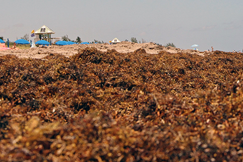 Sargassum on Delray Beach in South Florida in May 2019. Credit: Brian Cousin, Florida Atlantic University’s Harbor Branch Oceanographic Institute