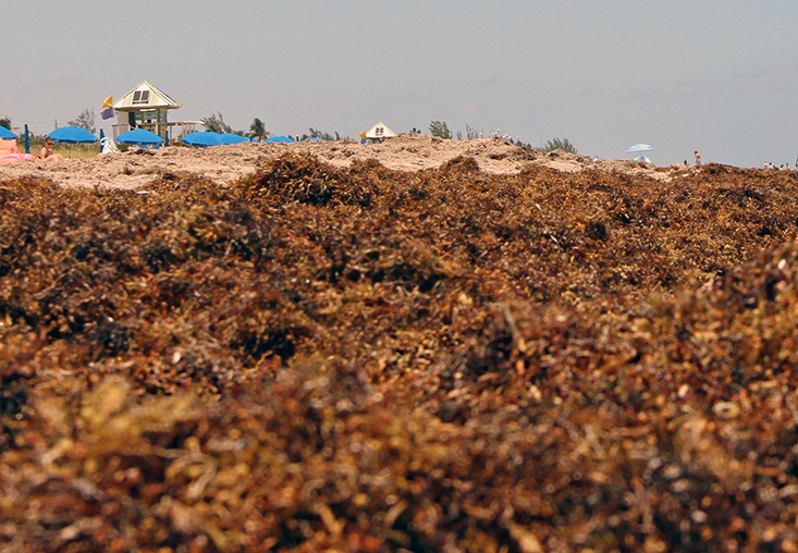 Sargassum on Delray Beach in South Florida in May 2019. Credit: Brian Cousin, Florida Atlantic University’s Harbor Branch Oceanographic Institute 