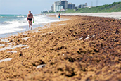 Sargassum piles up on the sands of Juno Beach in July 2020. Sargassum has plagued Palm Beach County beaches in recent years with ample amounts reaching the Gulf Stream. Credit: Joe Forzano/The Palm Beach Post/ZUMA Wire/Alamy Live News