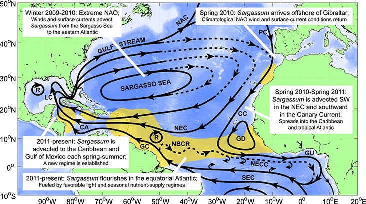 This figure shows the hypothesized route that the Sargassum from the Sargasso Sea took to reach the tropical Atlantic and the Caribbean Sea. The solid black lines indicate the climatological surface flow, while the dashed black lines indicate areas where there was variability from the average conditions.