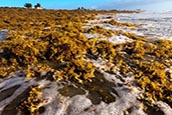 It's a seasonal thing, happening a couple of times a year. Winds and tides bring Sargassum seaweed ashore to cover the beaches with the brown algae. Sargassum is a good thing, floating in the Atlantic, giving fish and sea turtles a food source and place to hide.
