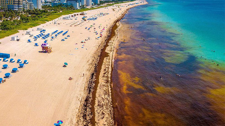 Sargassum Seaweed Blooms Could Get Worse in 2019. Photo Credit: The Weather Channel