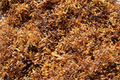 University of South Florida tracking sargassum seaweed using NASA/NOAA satellites While the seaweed isn't harmful, it's unattractive for residents and visitors to the beach and can leave a stench if left untouched.