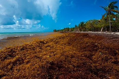 A picture taken in April shows sargassum seaweed on the French Caribbean Island of Guadeloupe. Helene Valenzuela /AFP/Getty Images
