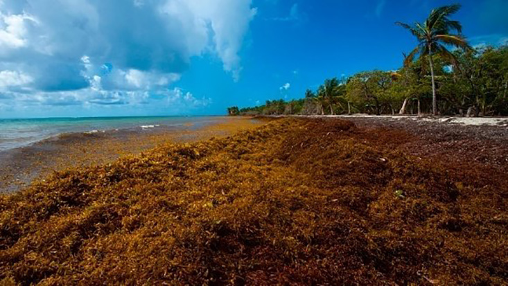 A picture taken in April shows sargassum seaweed on the French Caribbean Island of Guadeloupe. Helene Valenzuela /AFP/Getty Images
