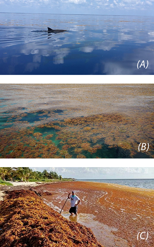 (A) In patchy doses in the open ocean, Sargassum contributes to ocean health by providing habitat for marine life. Dr. Mengqiu Wang was performing field work in the Gulf of Mexico last year when she saw dolphins seeming to enjoy their foray through the Sargassum. Credit: Mengqiu Wang (B) Sargassum off Big Pine Key in the lower Florida Keys. Credit: Brian Lapointe, Ph.D., Florida Atlantic University’s Harbor Branch Oceanographic Institute (C) Too much Sargassum can present challenges for marine life and particularly becomes a problem when it collects along coastlines and rots, as shown here in Cancun in 2015. Credit: Michael Owen