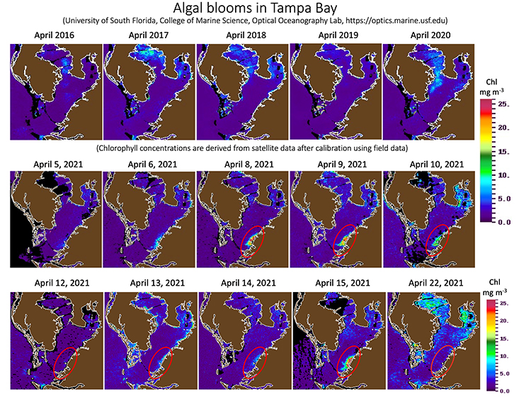 Top row: Satellite imagery showing that an algal bloom in the location of the Piney Point event in April in Tampa Bay is rare. Bottom two rows: Satellite images dated from April 5-22 showing bloom formation and dissipation (end) as of April 22, 2021. Credit: USF College of Marine Science, Optical Oceanography Lab.