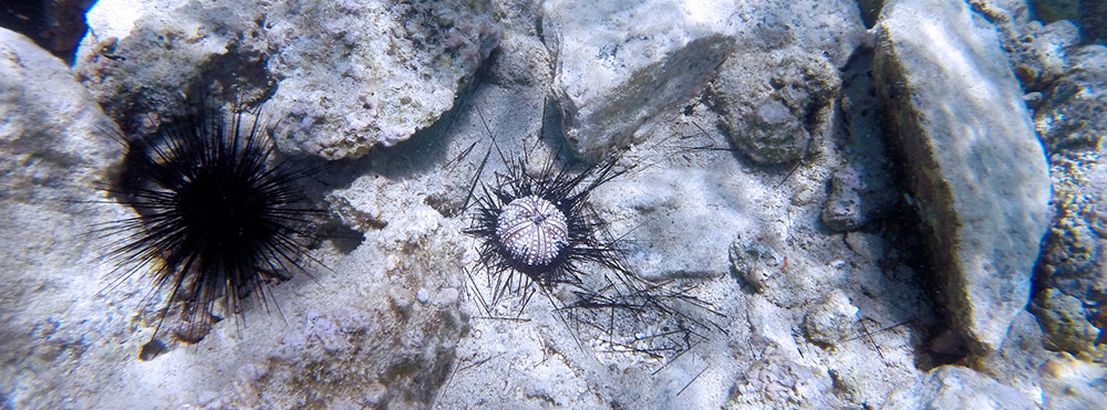 The sea urchin killer