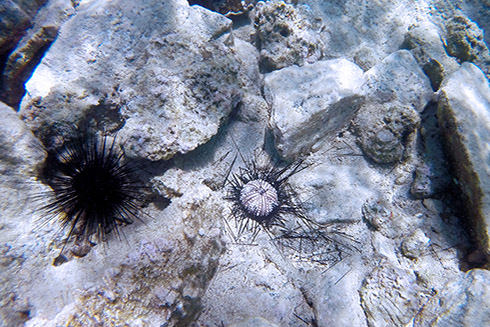 The sea urchin killer