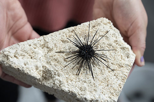 The new study highlights a growing threat for sea urchin populations as the parasite spreads to new regions.